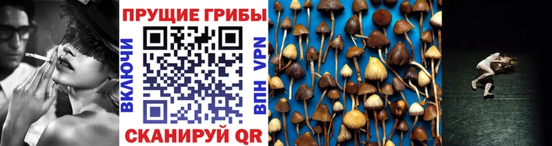 где купить наркотик  Кувшиново  blacksprut ссылки  Галлюциногенные грибы Magic Shrooms 